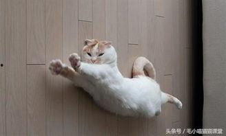 郑州爆料猫咪事件视频,爱心救助引发网友热议 第2张 郑州爆料猫咪事件视频,爱心救助引发网友热议 第2张